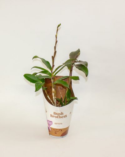 Cattleya Orchid 12cm H35cm