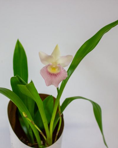 Cochleanthus orchid 9cm H25cm