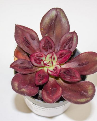 Echeveria gibbiflora 6.5cm H8cm