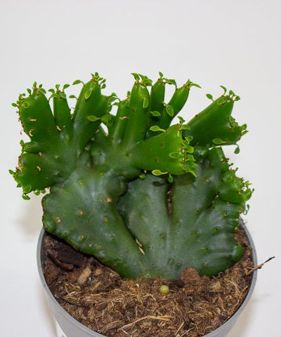 Euphorbia leucodendorn 'Cristata' 6.5cm H8cm
