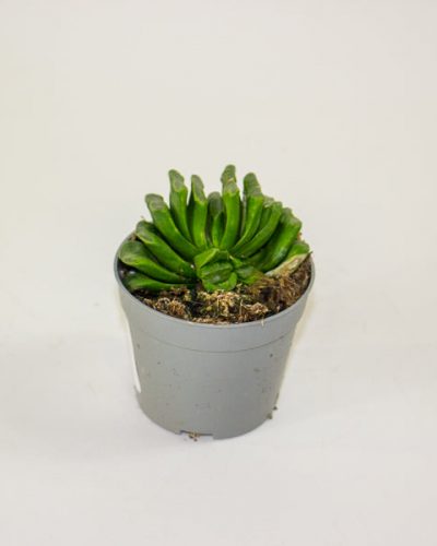 Haworthia truncata 6.5cm H8cm