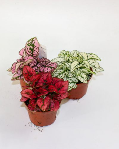 Hypoestes mixed - Choose one Red, Pink or White 8cm H12cm