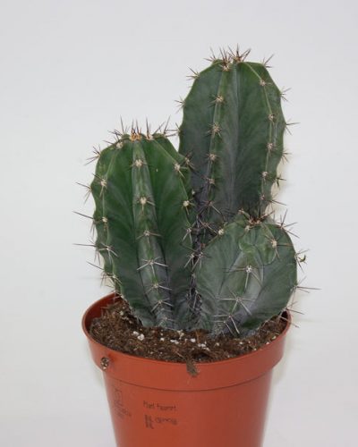 Lemaireocereus Pruinosus 10.5cm H15cm