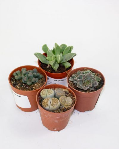 Lithops and succulent mix - choose one from our selection 5.5cm H12cm