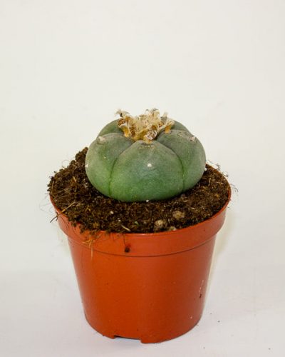 Lophophora williamsii 8.5cm H12cm