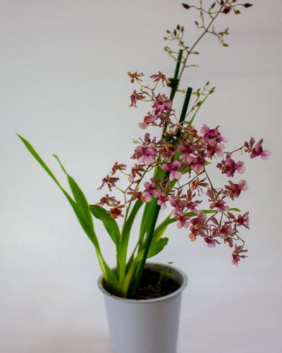 Oncidium Rosy Sunset 12cm H55cm