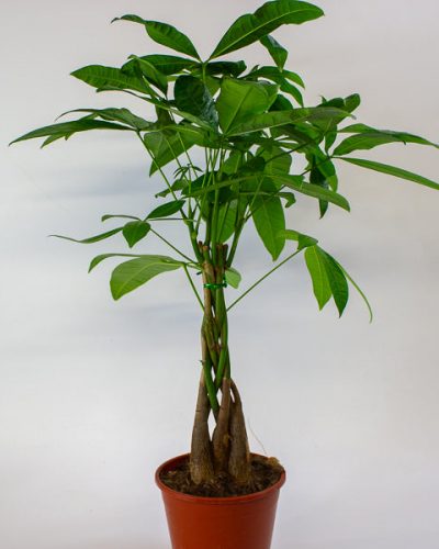 Pachira aquatica 14cm H60cm