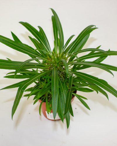 Pachypodium lamerei 10.5cm H25cm