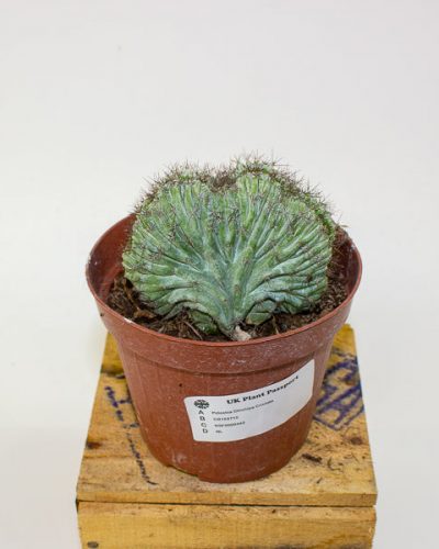 Polaskia Chichipe Cristata 12cm H18cm