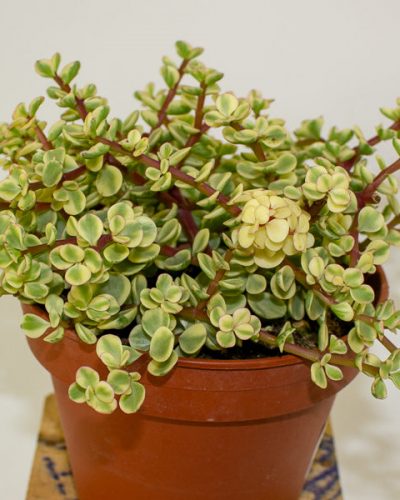 Portulacaria afra variegata 14cm H20cm