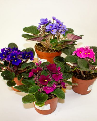 Saintpaulia mixed - Choose one from our selection 12cm H20cm
