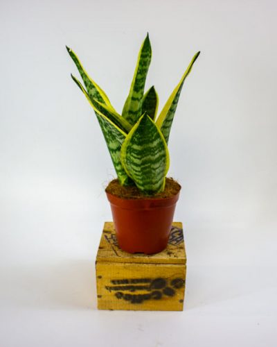 Sansevieria Futura Superba 12cm H30cm