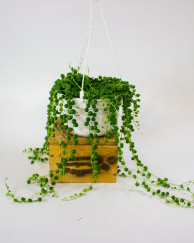 Senecio rowleyanus 14cm H28cm