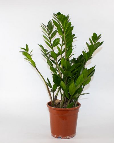 Zamioculcas zamiifolia 14cm H55cm
