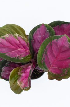 Calathearoseopicta1-1.jpg
