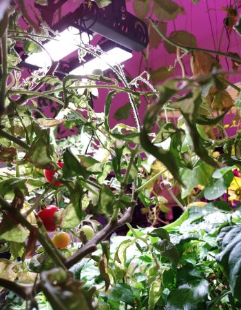 IMG_20201215_081154-min