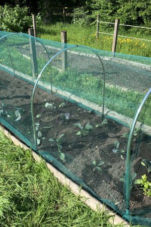 green-butterfly-netting-over-high-metal-hoops